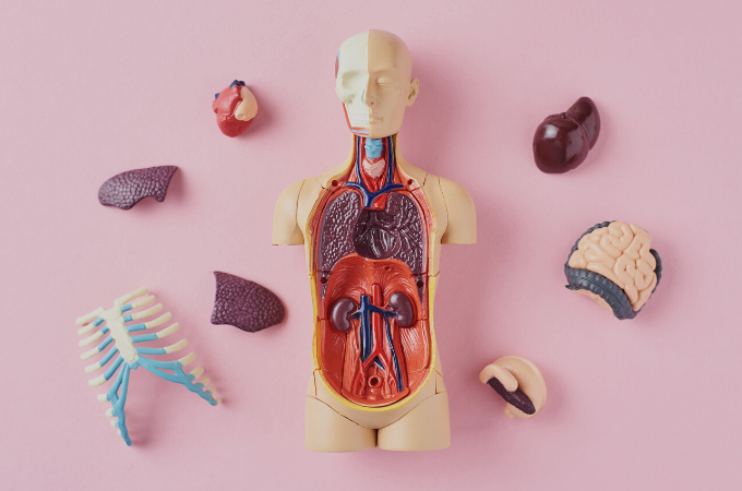 body map organs